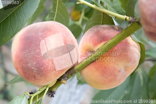 Image of Peach