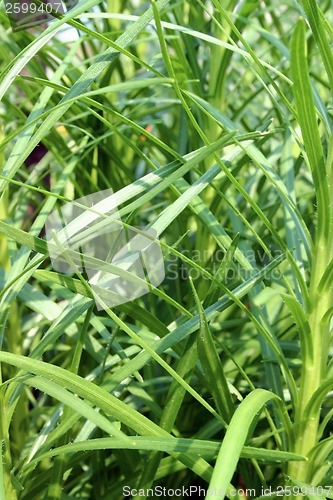 Image of Grass