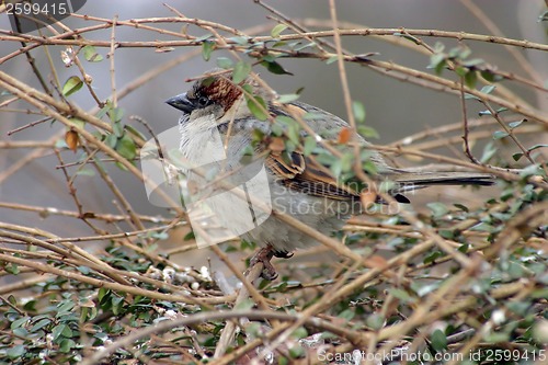 Image of Sparrow