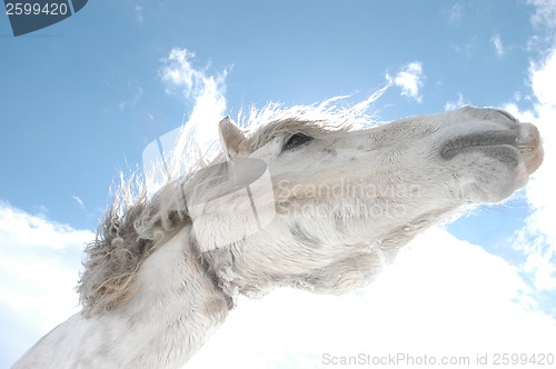 Image of Horse