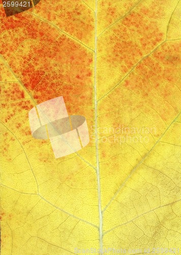 Image of Leaf