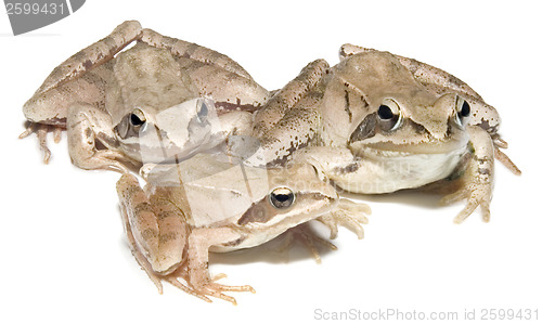 Image of Three Frogs