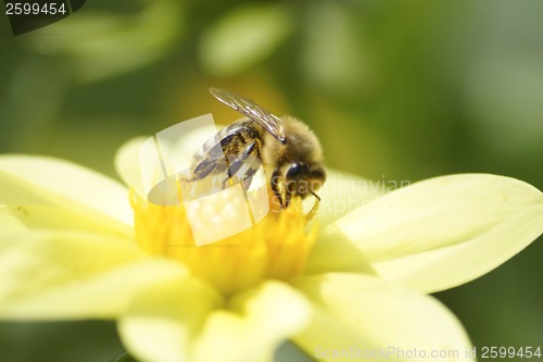 Image of Bee on flower