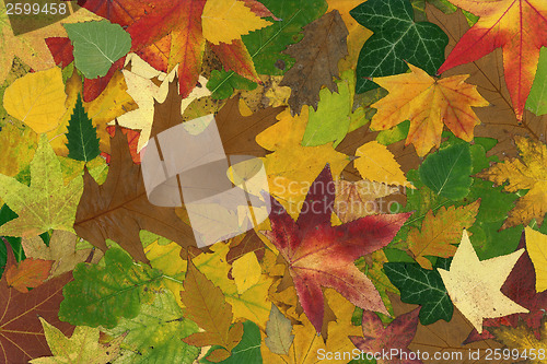 Image of Autumn Background