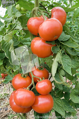 Image of Tomato