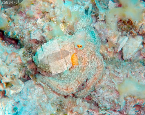 Image of Mediterranean octopus