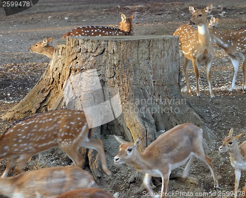 Image of Deers