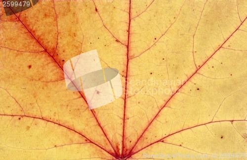 Image of FallLeaf