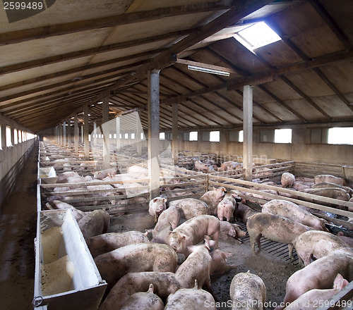 Image of Big Pig farm