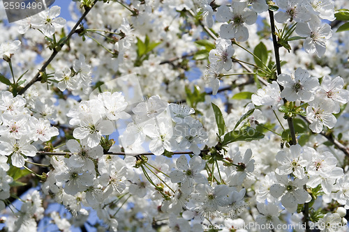 Image of Cherry background