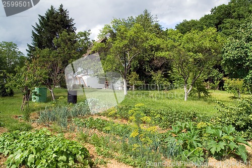 Image of Rural garden