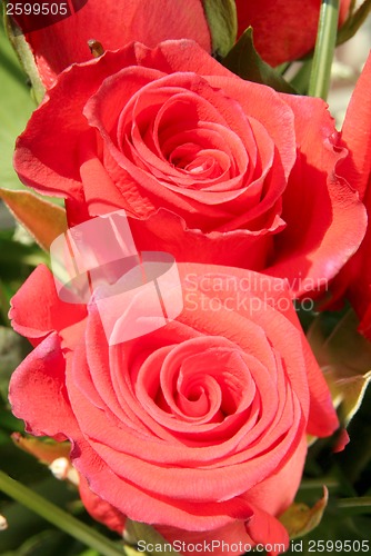 Image of Two roses