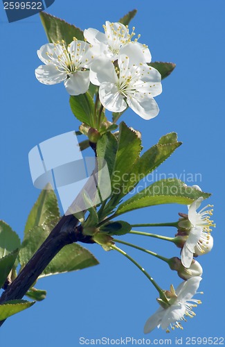 Image of CherryFlower