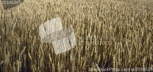 Image of Wheat field