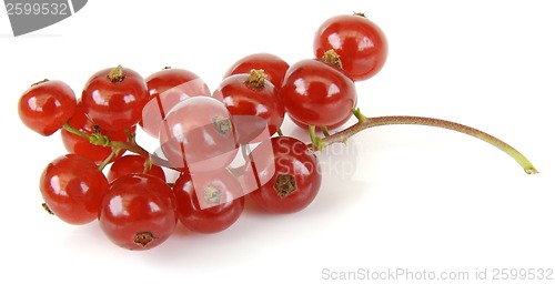 Image of Red currant