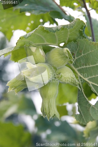 Image of Green hazelnut