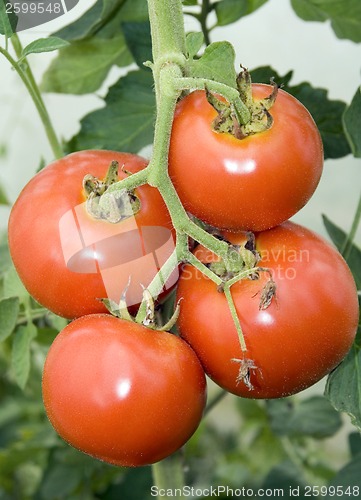 Image of Tomato