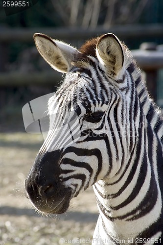 Image of Zebra