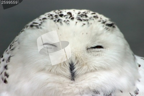 Image of Snow owl