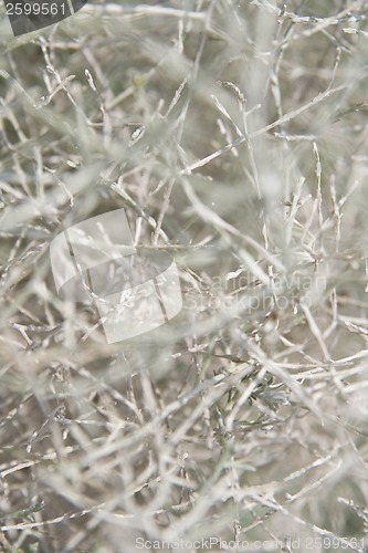 Image of OrganicTexture