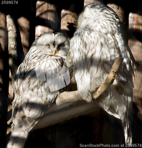 Image of Owls