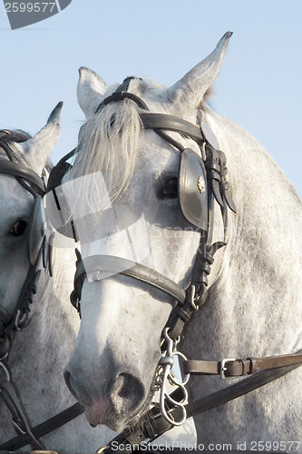 Image of Horse
