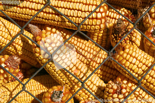 Image of Corn