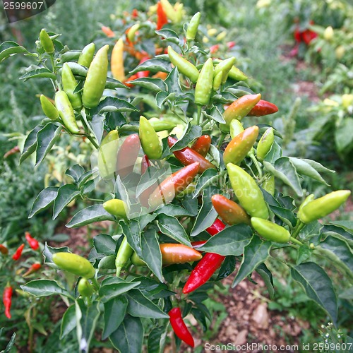 Image of Peppers