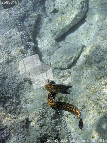 Image of Mediterranean moray
