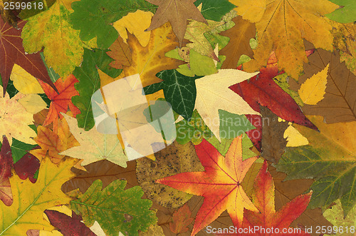 Image of Fall Background