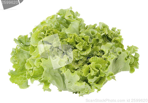 Image of Lettuce
