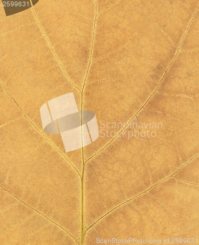 Image of Leaf