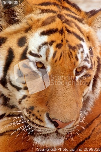 Image of Tiger face