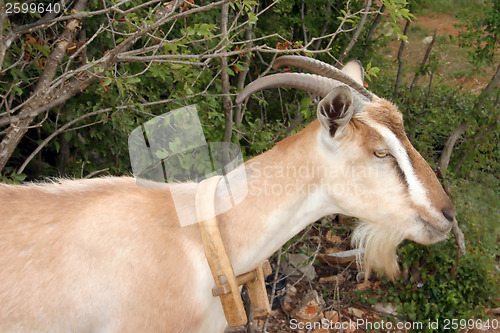 Image of Billy goat