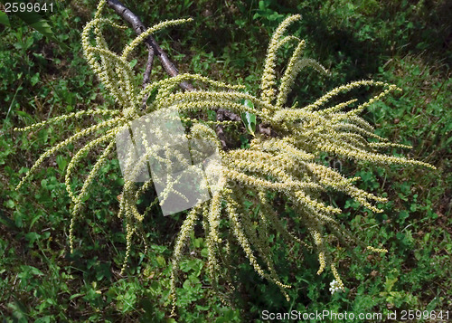 Image of Chestnut flower