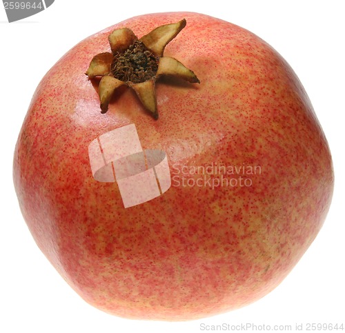Image of Pomegranate