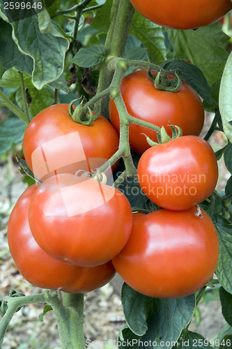 Image of RedTomato