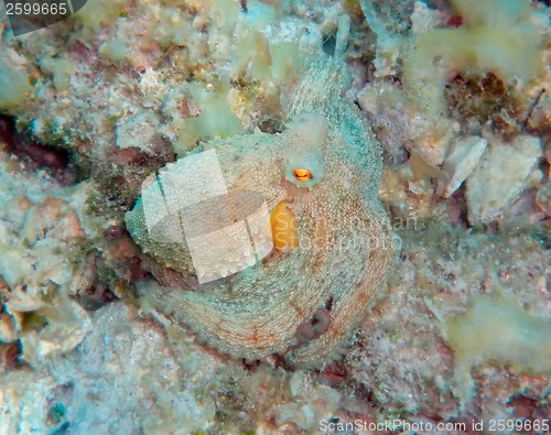 Image of Mediterranean octopus