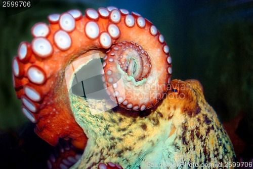 Image of Octopus