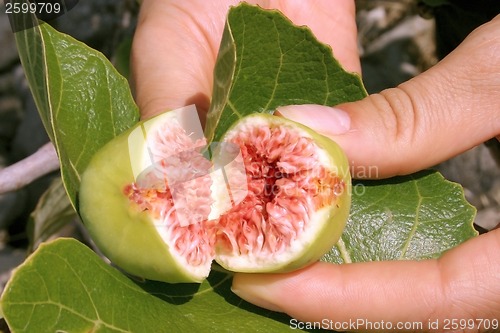 Image of Fresh fig