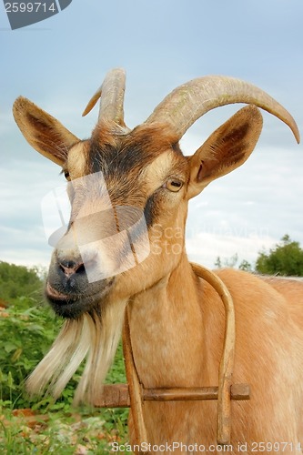 Image of Goat