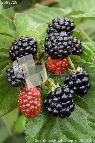 Image of BlackBerry