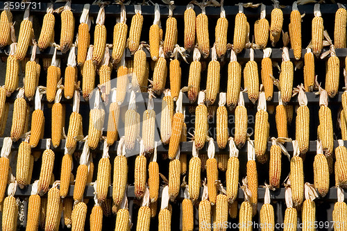 Image of Corn