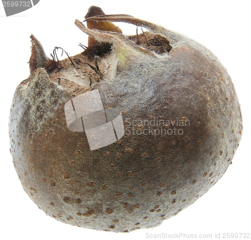 Image of Medlar