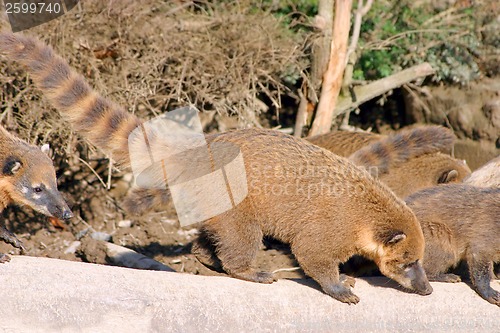 Image of Racoons