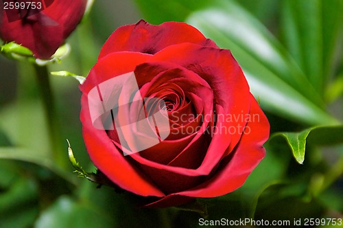 Image of red rose looking down spiral