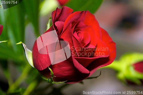 Image of red rose up close