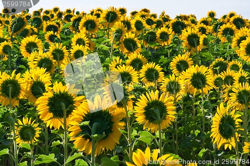 Image of Sunflowers