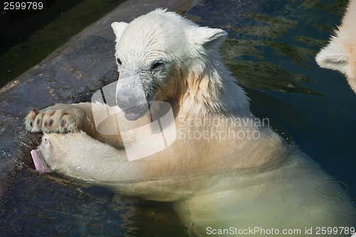 Image of Polar bear