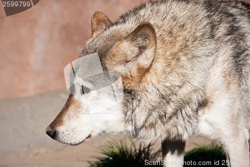 Image of Wolf